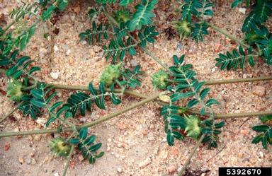 puncturevine, Tribulus terrestris  (Sapindales: Zygophyllaceae) - 5392670