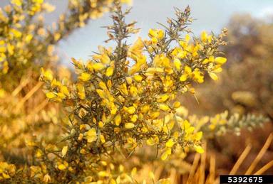 gorse, Ulex europaeus  (Fabales: Fabaceae (Leguminosae)) - 5392675
