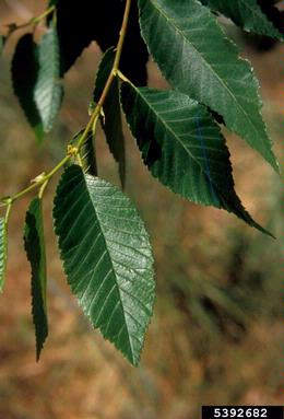 Siberian elm, Ulmus pumila  (Urticales: Ulmaceae) - 5392682