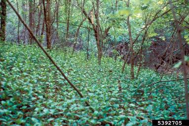 Black dog-strangling vine, black swallowwort, Cynanchum louiseae  (Gentianales: Asclepiadaceae) - 5392705