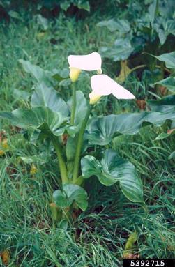 calla lily, Zantedeschia aethiopica  (Arales: Araceae) - 5392715