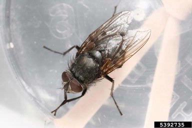 cluster flies, Pollenia spp.  (Diptera: Calliphoridae) - 5392735