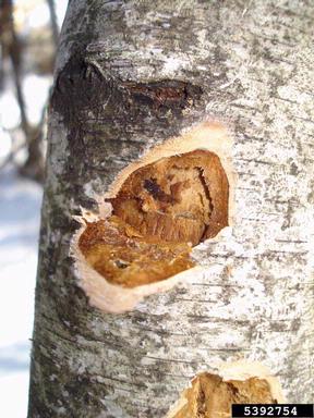 Asian longhorned beetle (Anoplophora glabripennis ) on birch (Betula spp. ) - 5392754
