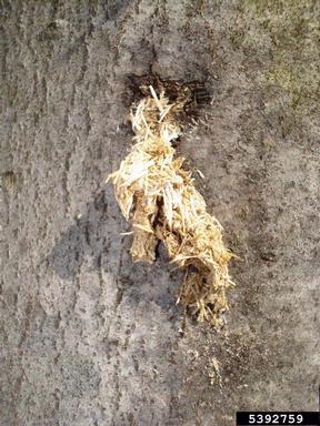Asian longhorned beetle, Anoplophora glabripennis  (Coleoptera: Cerambycidae) - 5392759