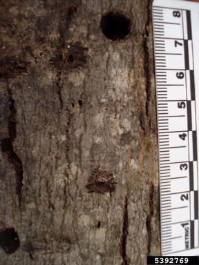 Asian longhorned beetle, Anoplophora glabripennis  (Coleoptera: Cerambycidae) - 5392769
