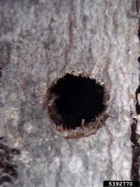 Asian longhorned beetle (Anoplophora glabripennis ) on maple (Acer spp. ) - 5392770