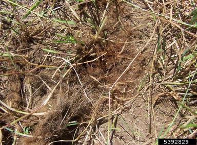 waxy mannagrass, Glyceria declinata  (Cyperales: Poaceae) - 5392829