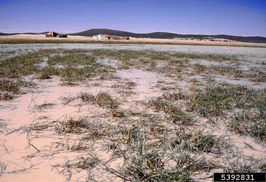 waxy mannagrass, Glyceria declinata  (Cyperales: Poaceae) - 5392831