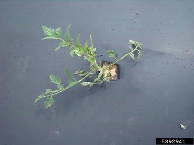 hail (  ) on tomato (Lycopersicon esculentum ) - 5392941