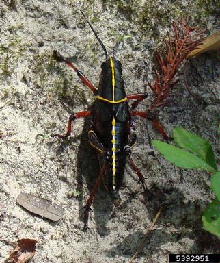 eastern lubber grasshopper, Romalea microptera  (Orthoptera: Romaleidae) - 5392951