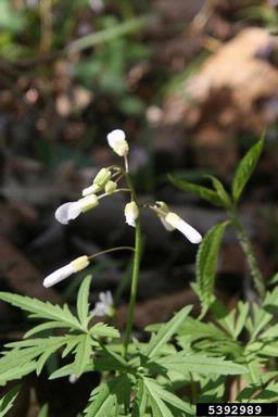 cutleaf toothwort, Cardamine concatenata  (Capparales: Brassicaceae) - 5392989