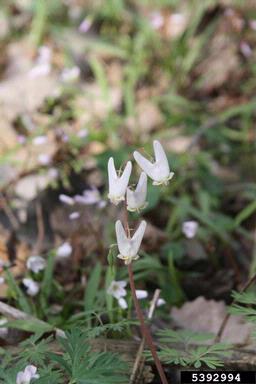 dutchman's breeches, Dicentra cucullaria  (Papaverales: Fumariaceae) - 5392994
