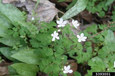 eastern false rue anemone, Enemion biternatum  (Ranunculales: Ranunculaceae) - 5393001