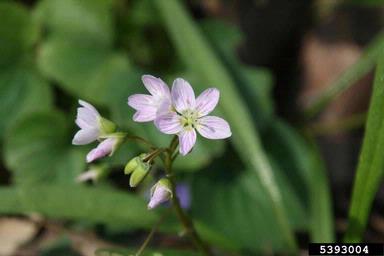 narrowleaf spring-beauty, Claytonia virginica  (Caryophyllales: Portulacaceae) - 5393004