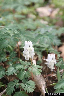 squirrel corn, Dicentra canadensis  (Papaverales: Fumariaceae) - 5393009
