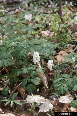 squirrel corn, Dicentra canadensis  (Papaverales: Fumariaceae) - 5393010