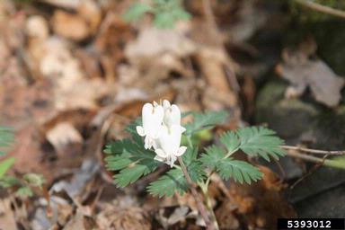 squirrel corn, Dicentra canadensis  (Papaverales: Fumariaceae) - 5393012