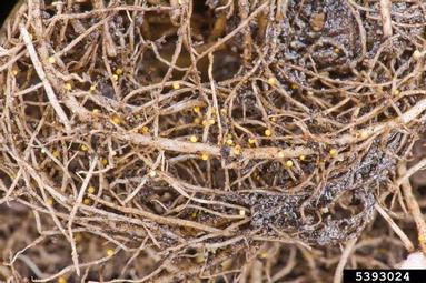 yellow potato cyst nematode (Globodera rostochiensis ) on potato (Solanum tuberosum ) - 5393024