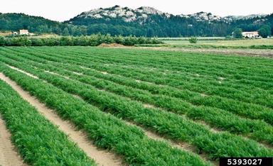 stubby root nematodes (Trichodorus spp. ) on carrot (Daucus carota ssp. sativus) - 5393027