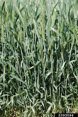 common wheat, Triticum aestivum  (Cyperales: Poaceae) - 5393094