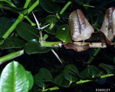 Botryosphaeria canker (Botryosphaeria rhodina ) on natal-plum (Carissa macrocarpa ) - 5393127