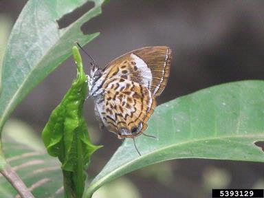 monkey puzzle, Rathinda amor  (Lepidoptera: Lycaenidae) - 5393129