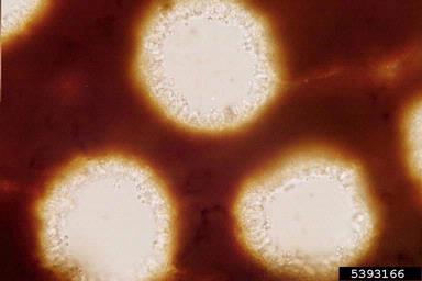 brown root rot, Phellinus noxius  (Hymenochaetales: Hymenochaetaceae) - 5393166