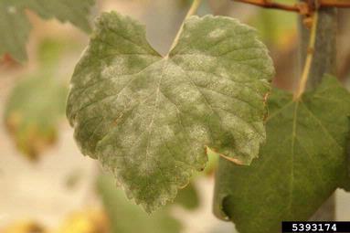 powdery mildew (Erysiphe necator ) on wine grape (Vitis vinifera ) - 5393174