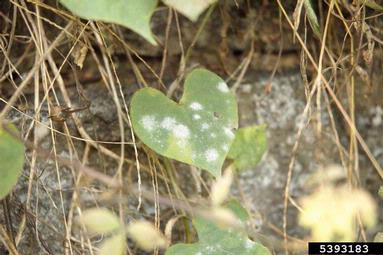powdery mildew (Oidium ipomoeae ) on obscure morning-glory (Ipomoea obscura ) - 5393183