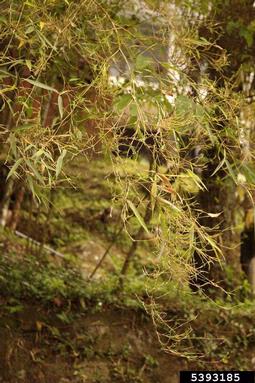Witches' broom (Aciculosporium take ) on bamboo (Bambusa spp. ) - 5393185