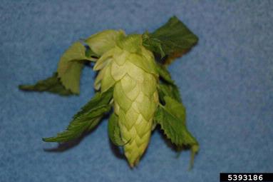common hop, Humulus lupulus  (Urticales: Cannabaceae) - 5393186