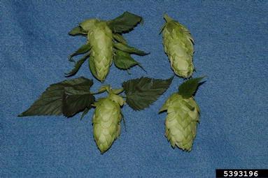 common hop, Humulus lupulus  (Urticales: Cannabaceae) - 5393196