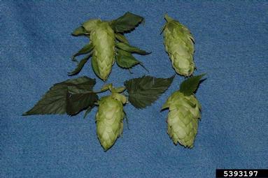 common hop, Humulus lupulus  (Urticales: Cannabaceae) - 5393197