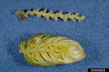 common hop, Humulus lupulus  (Urticales: Cannabaceae) - 5393224