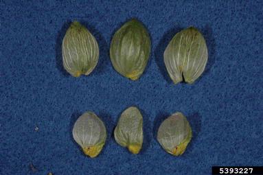 common hop, Humulus lupulus  (Urticales: Cannabaceae) - 5393227