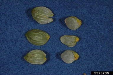common hop, Humulus lupulus  (Urticales: Cannabaceae) - 5393230