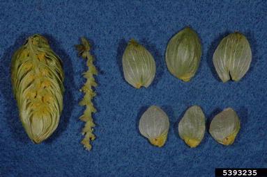 common hop, Humulus lupulus  (Urticales: Cannabaceae) - 5393235