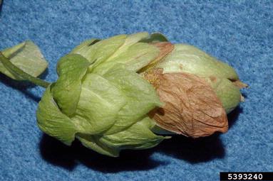 Fusarium wilts, blights, rots and damping-off (Fusarium spp. ) on common hop (Humulus lupulus ) - 5393240