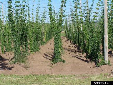 common hop, Humulus lupulus  (Urticales: Cannabaceae) - 5393249