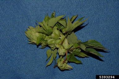 herbicides (general) (  ) on common hop (Humulus lupulus ) - 5393294