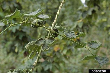 herbicides (general) (  ) on common hop (Humulus lupulus ) - 5393298