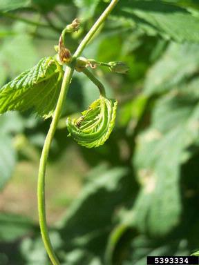 herbicides (general) (  ) on common hop (Humulus lupulus ) - 5393334