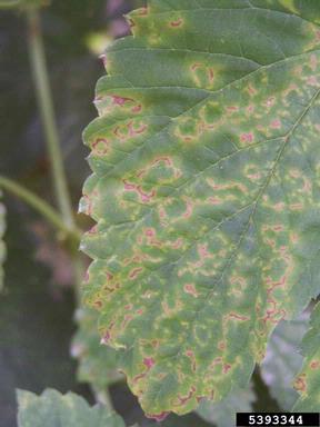Apple Mosaic Virus (Ilarvirus ApMV ) on common hop (Humulus lupulus ) - 5393344