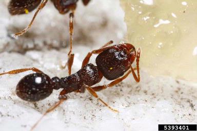 pavement ant, Tetramorium caespitum  (Hymenoptera: Formicidae) - 5393401