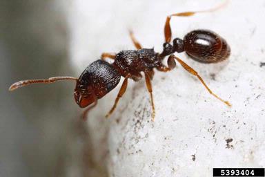 pavement ant, Tetramorium caespitum  (Hymenoptera: Formicidae) - 5393404