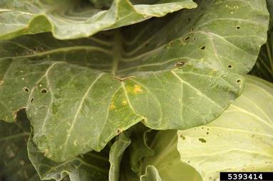 downy mildew (Hyaloperonospora brassicae ) on cabbage (Brassica oleracea var. capitata) - 5393414