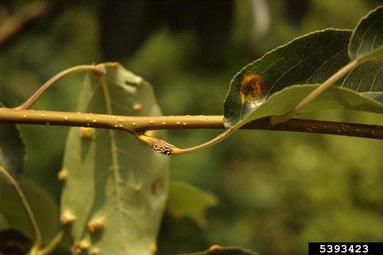 Japanese pear rust (Gymnosporangium asiaticum ) on Chinese pear (Pyrus pyrifolia ) - 5393423