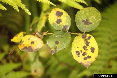 black spot (Diplocarpon rosae ) on rose (Rosa spp. ) - 5393424