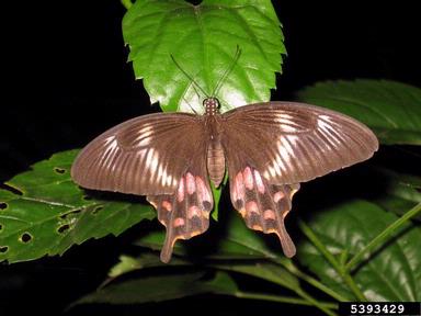 common mormon, Papilio polytes  (Lepidoptera: Papilionidae) - 5393429