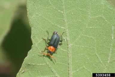 two-spotted melyrid, Collops bipunctatus  (Coleoptera: Melyridae) - 5393458